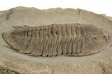 Rare Homalonotid (Iberocoryphe?) Trilobite - Agdez, Morocco #193668-2